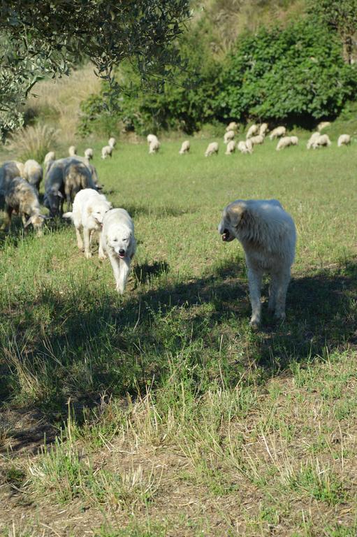 Azienda Agrituristica Carida Zaccanopoli Екстериор снимка