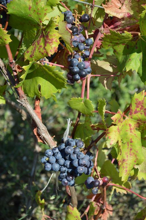 Azienda Agrituristica Carida Zaccanopoli Екстериор снимка