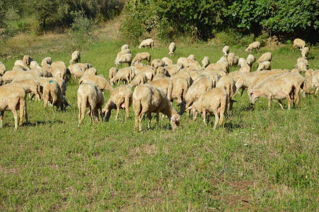 Azienda Agrituristica Carida Zaccanopoli Екстериор снимка