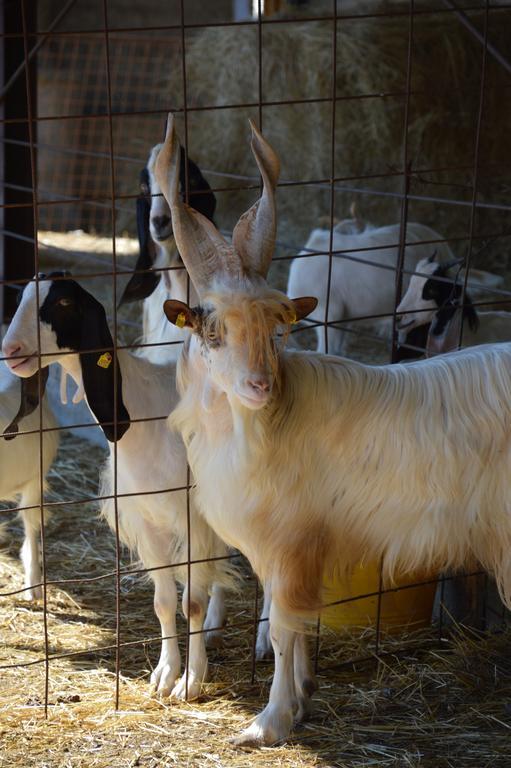Azienda Agrituristica Carida Zaccanopoli Екстериор снимка